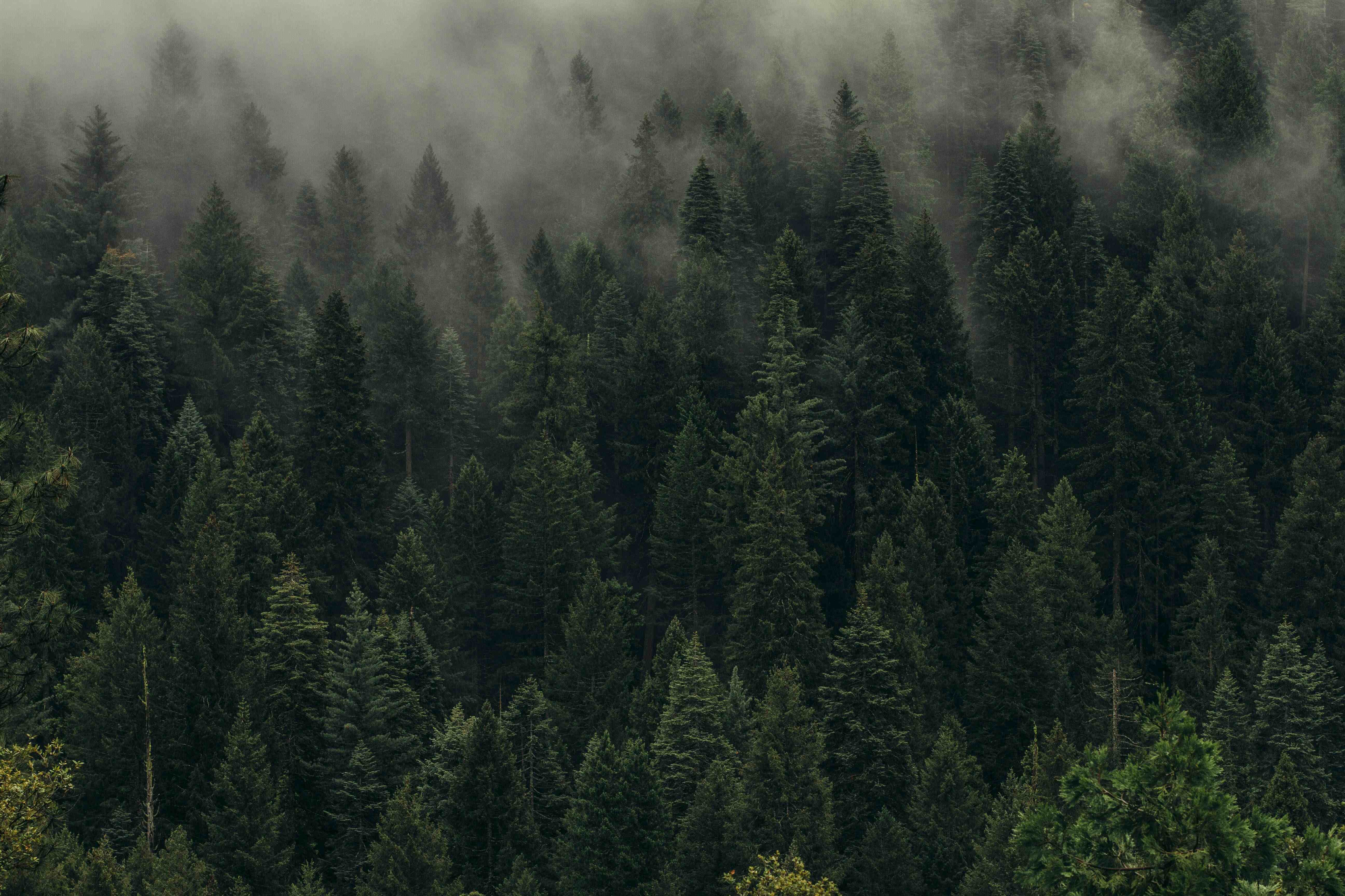Footer Forest Background