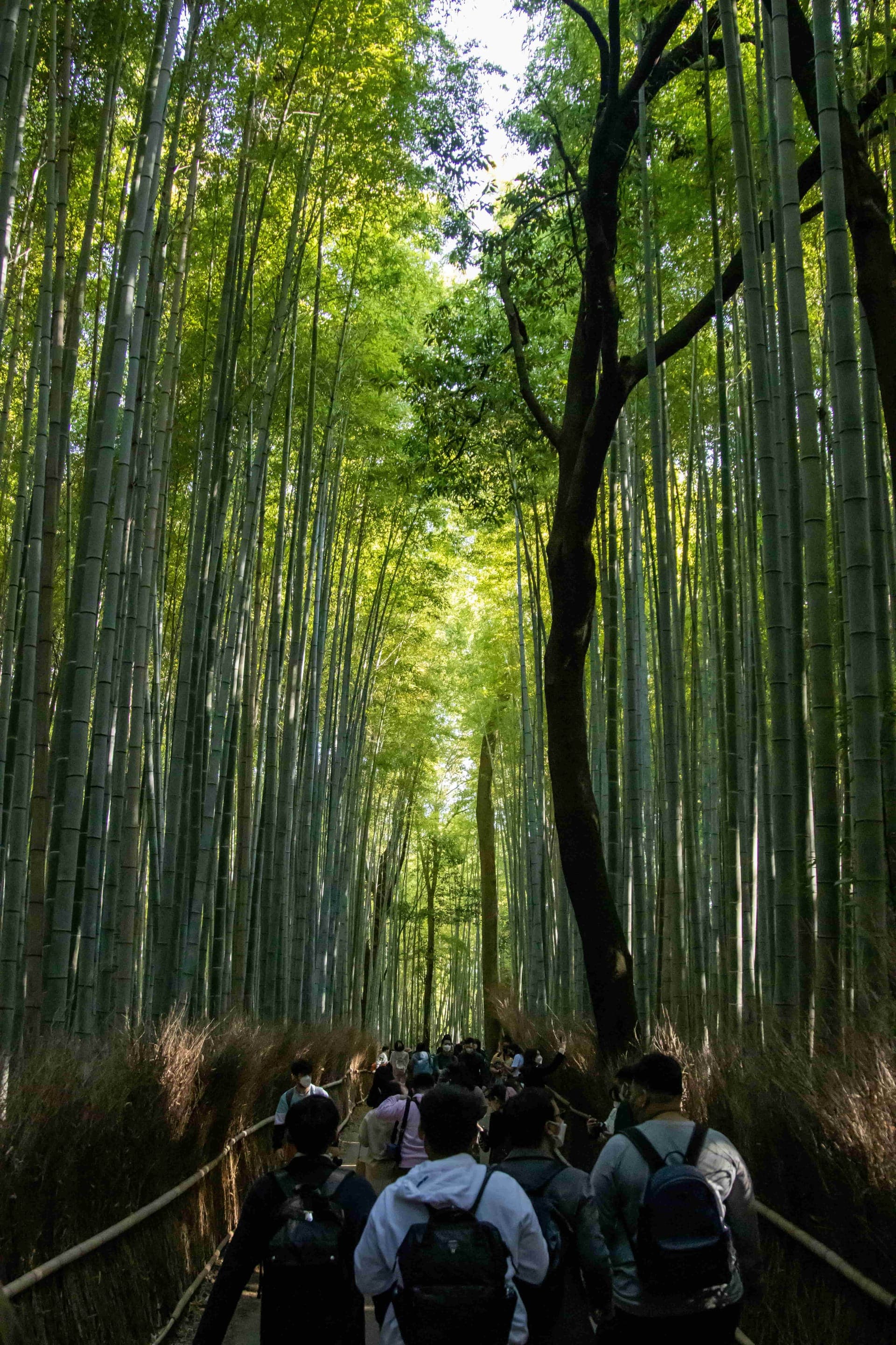 Day 6: Kyoto Sightseeing