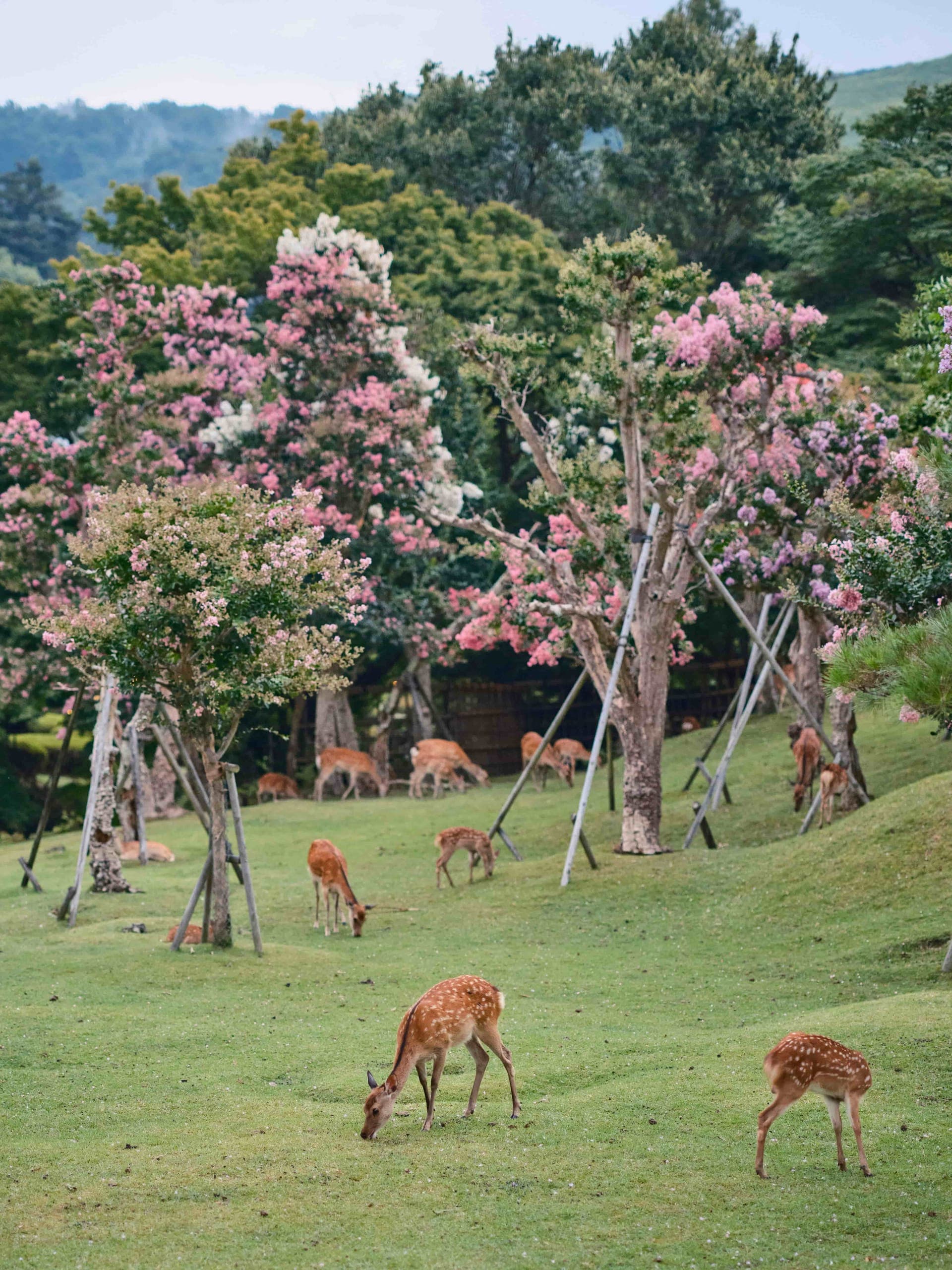 Day 7: Day Trip to Nara