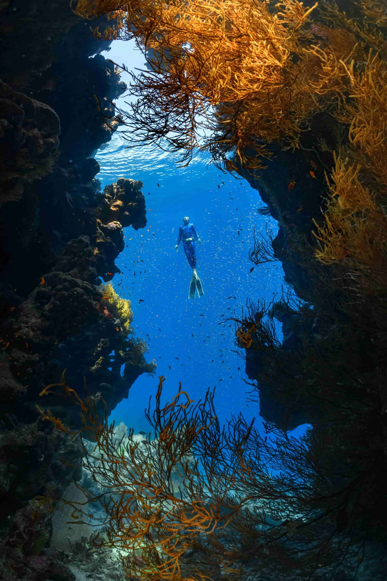 Diving into the Wonders of the Great Barrier Reef