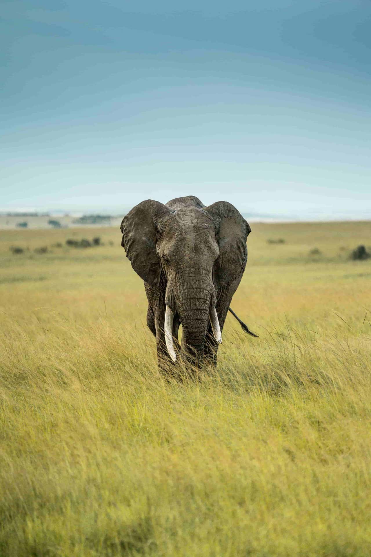Exploring the Wildlife Wonders of Masai Mara