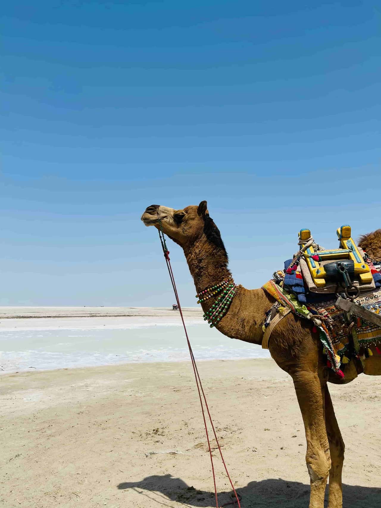 The Rann of Kutch: A Journey into India's White Desert